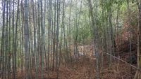 China_Xixia_06_bamboo_forest